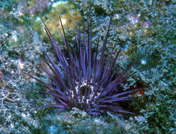 صورة Echinostrephus A. Agassiz 1863