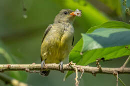 Image of Orange-bellied Flowerpecker