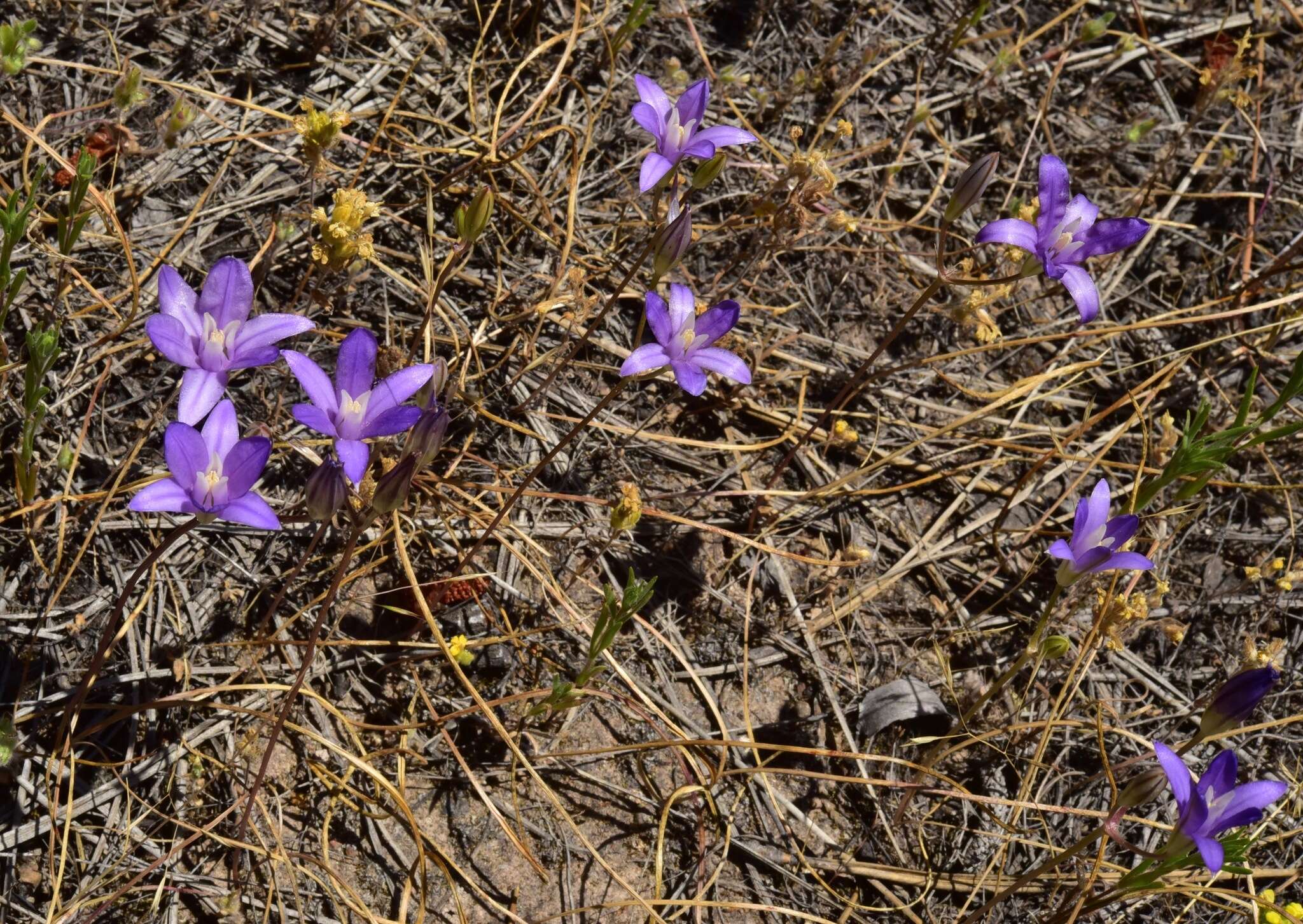 Image of Indian Valley Cluster-Lily