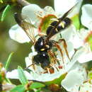 صورة Lasioglossum tertium (Dalla Torre 1896)