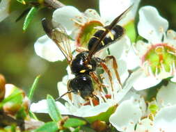 Plancia ëd Lasioglossum tertium (Dalla Torre 1896)