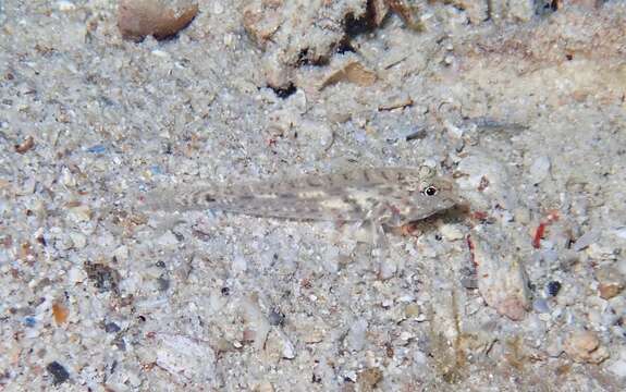 Image of African fusegoby