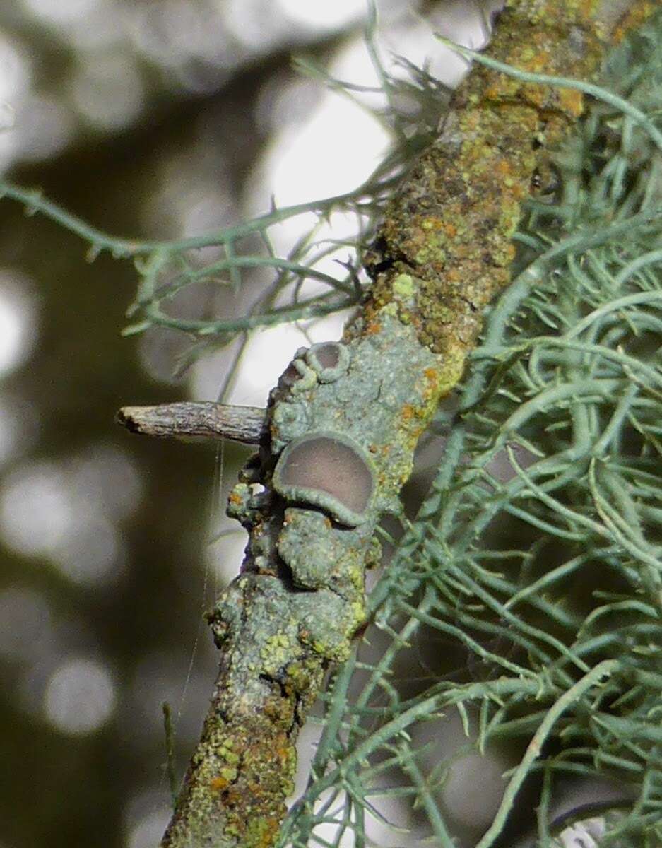 Image of pore lichen