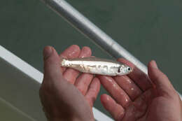 Image of Broad-striped Anchovy