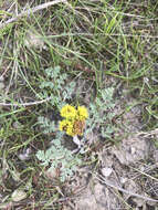 Image of desert biscuitroot