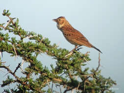 Image of Friedmann's Bush Lark