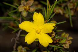 Image of Hibbertia exasperata (Steudel) Briq.