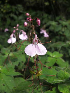 Image de Impatiens maculata Wight