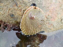 Image of silver abalone