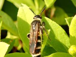 Image of Campsomeriella annulata (Fabricius 1793)