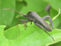 Image of Florida leaf-footed bug