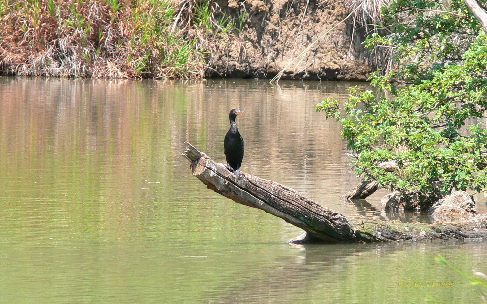 Image of Long-tailed Cormorant