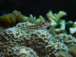 Image of Three-lined Blenny