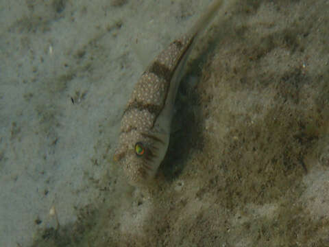 Image of Banded Toadfish