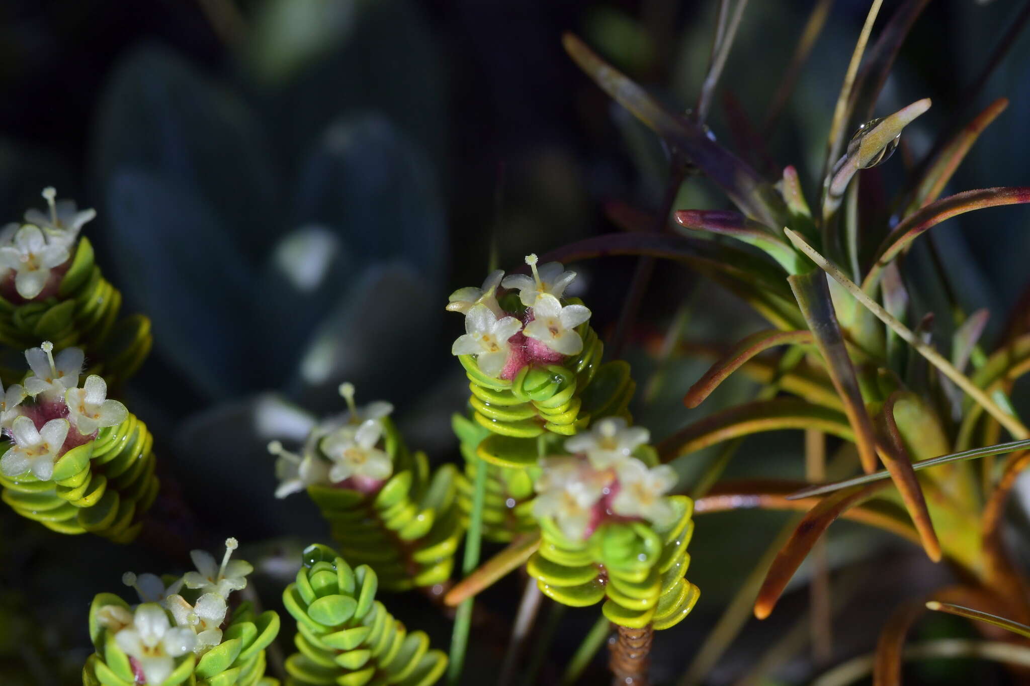 Image of Pimelea prostrata var. alpina Cheesem.