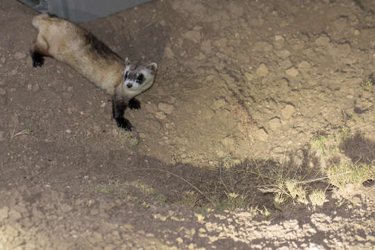 Image of Black-footed Ferret