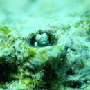 Image of Horned goby