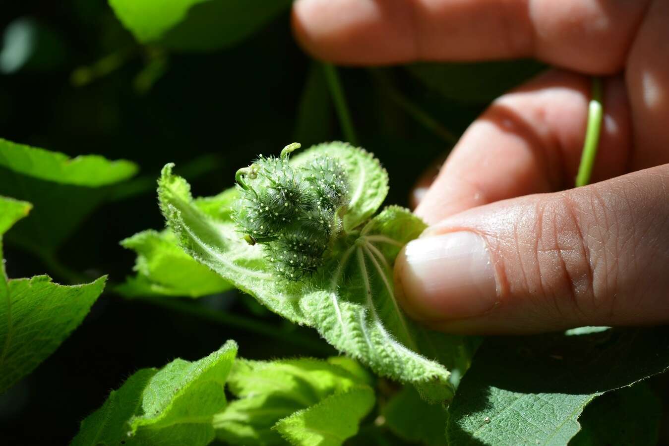 Plancia ëd Dalechampia scandens L.