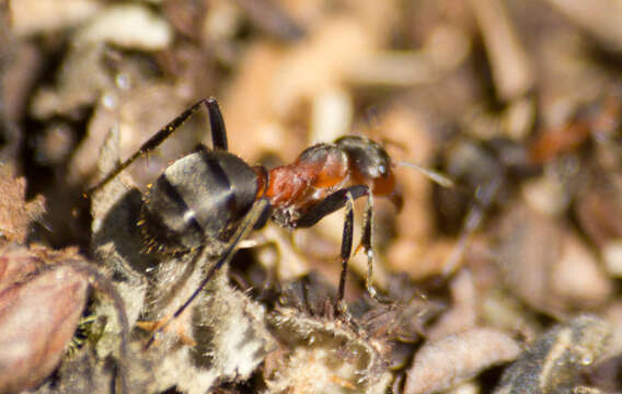 Image of Black-backed meadow ant