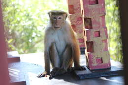 Image of Toque macaque