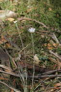 Image of Celmisia pugioniformis M. Gray & D. R. Given