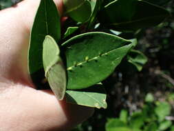 Image of Noronhia foveolata subsp. tomentella (I. Verd.) Hong-Wa & Besnard