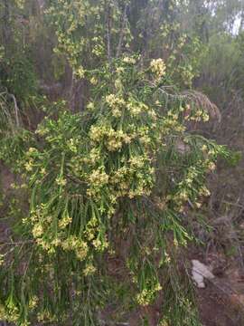 Image of Passerina pendula Eckl. & Zeyh. ex Meissn.