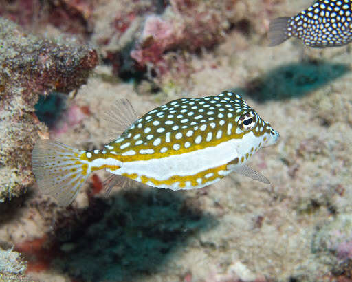 Image of Whitesided boxfish