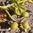 Image of Solanum pennellii Correll