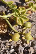 Imagem de Solanum pennellii Correll