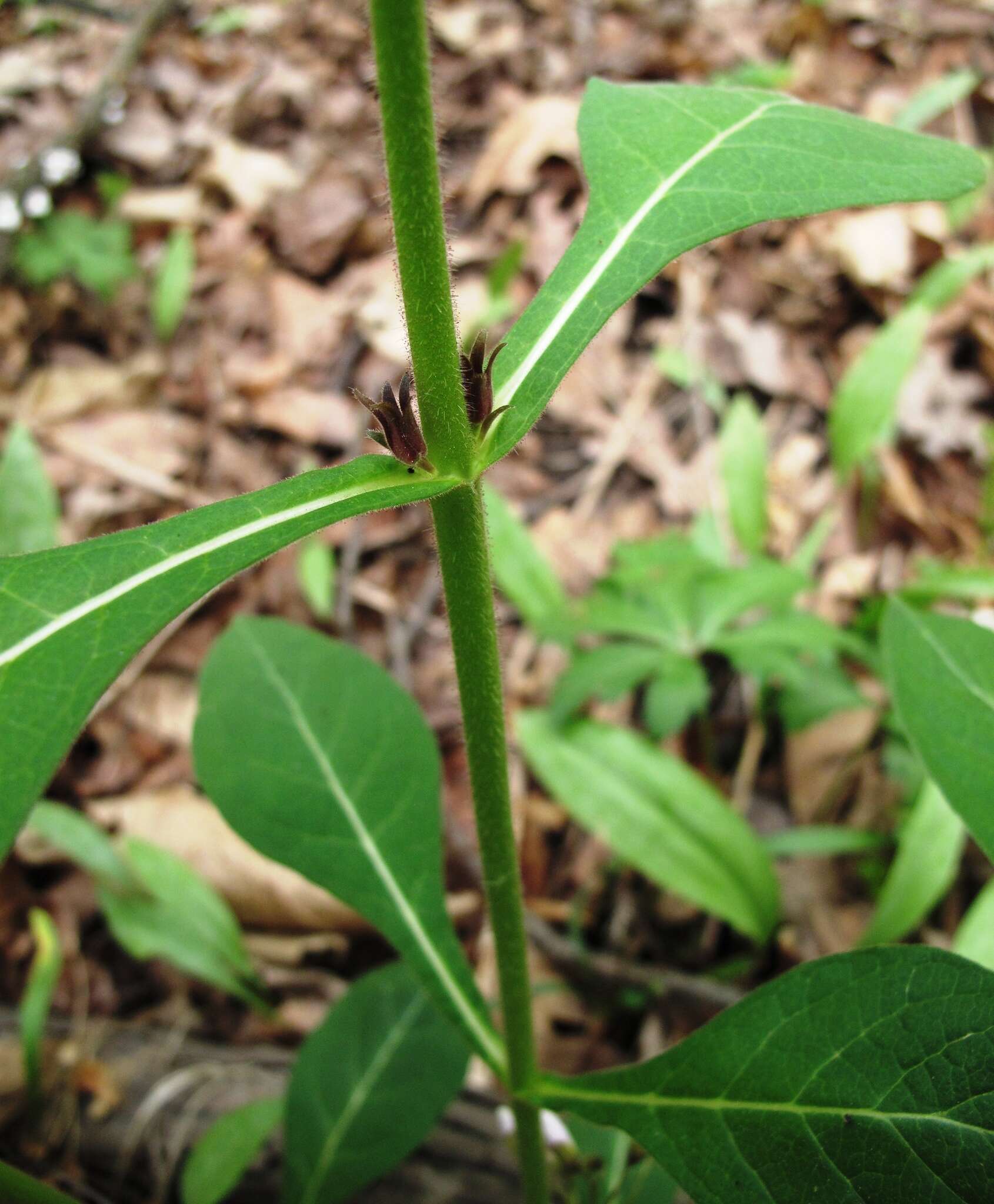 Triosteum aurantiacum E. P. Bickn. resmi