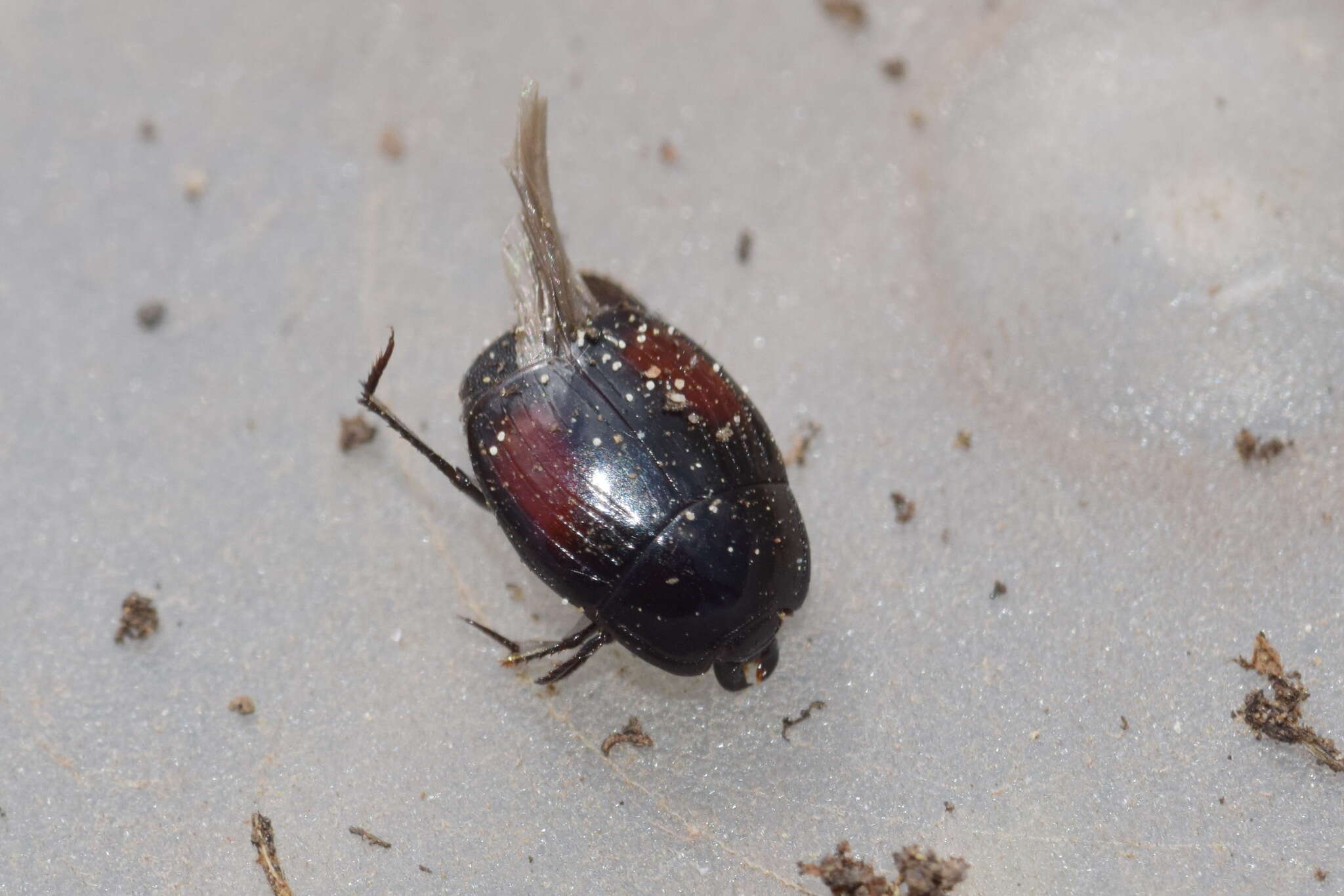 Image of Margarinotus (Paralister) purpurascens (Herbst 1791)