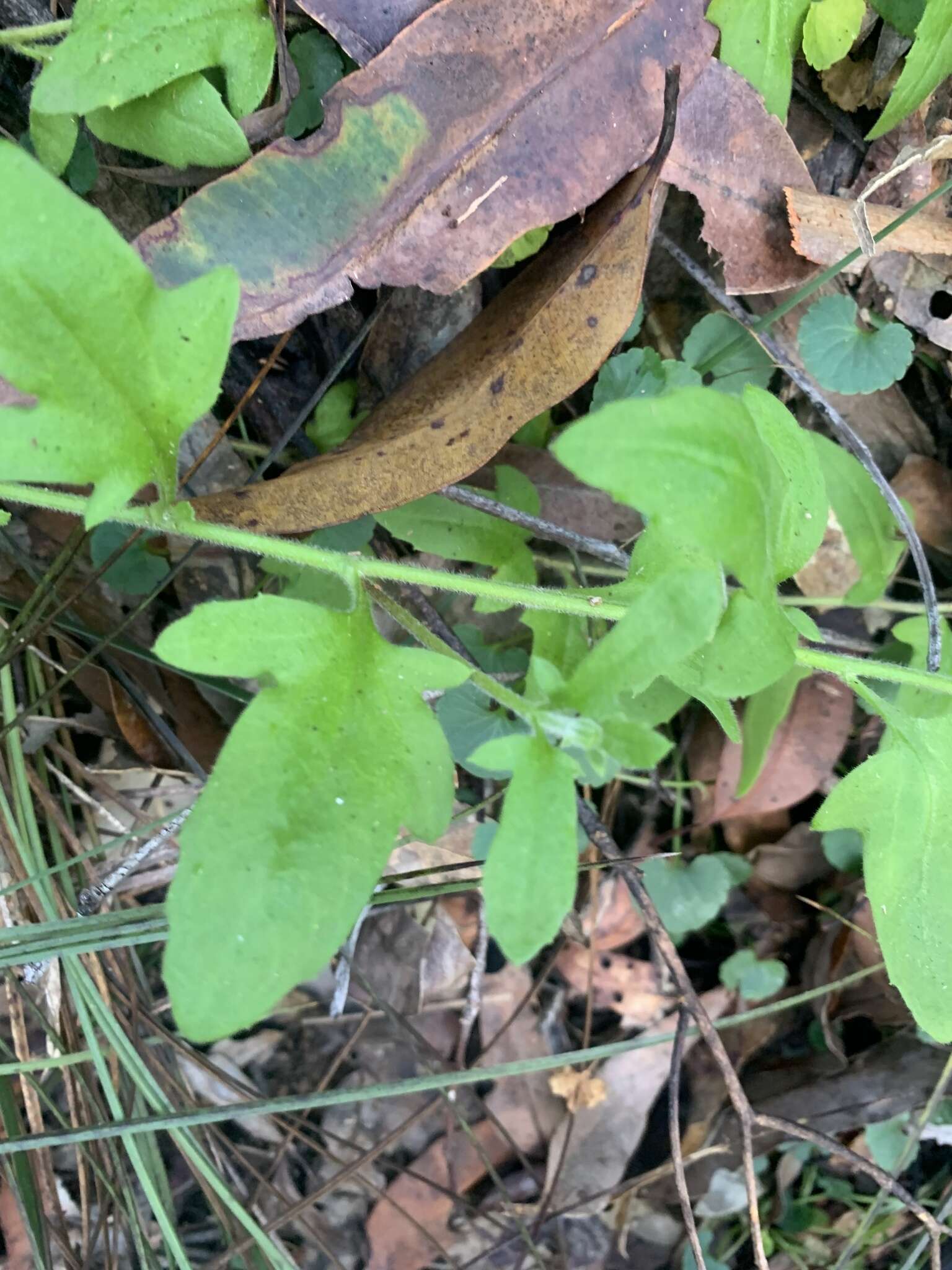 Image of Goodenia heterophylla subsp. teucriifolia (F. Müll.) R. Carolin