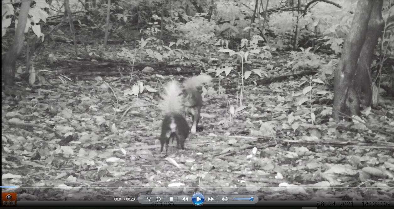 Image of Amazonian Hog-nosed Skunk