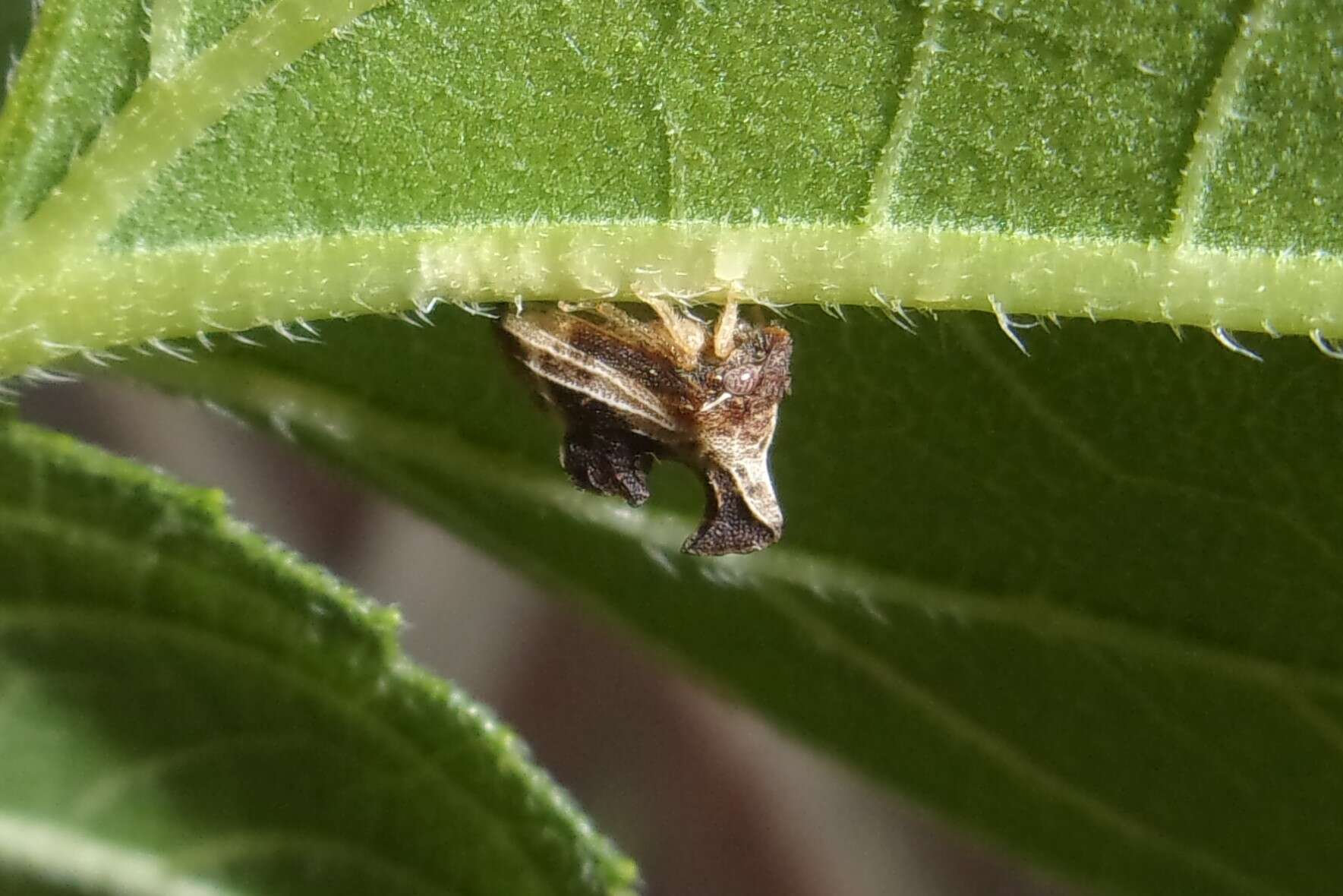 Image of Entylia carinata Forster