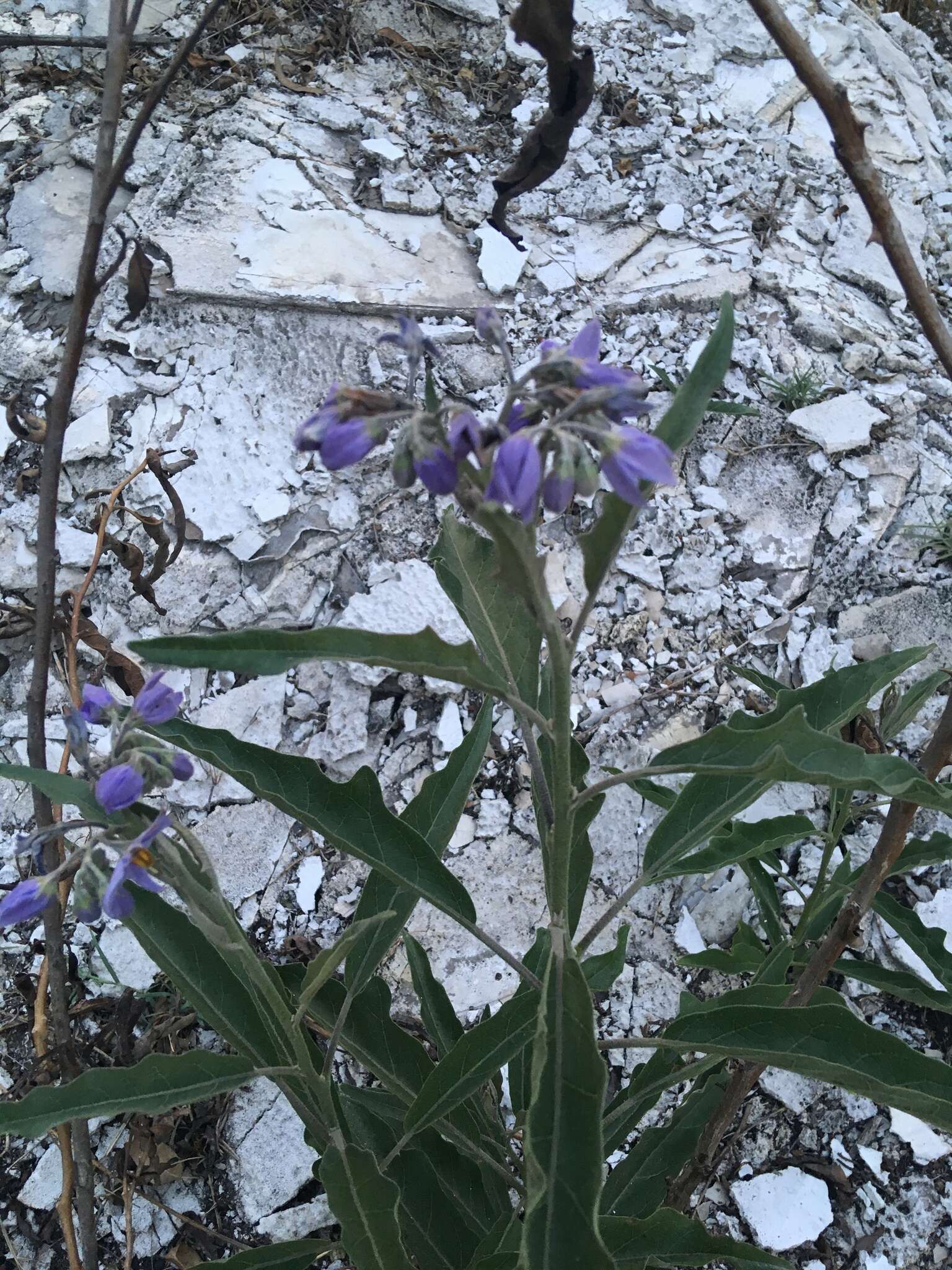 Image of orangeberry nightshade