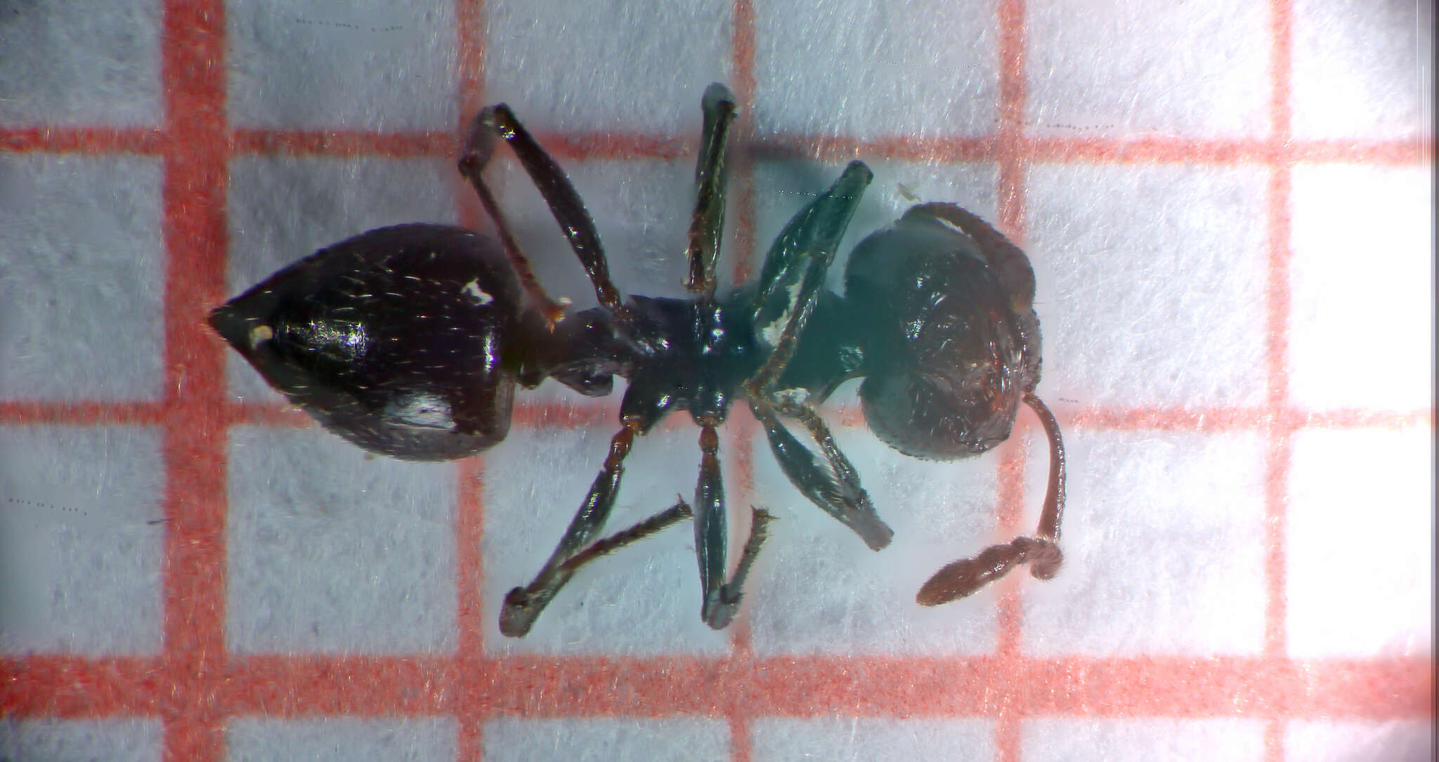 Image of Crematogaster laestrygon Emery 1869