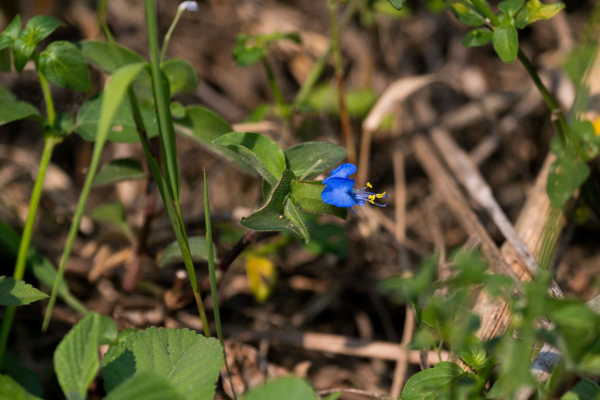 Image of Commelina eckloniana Kunth