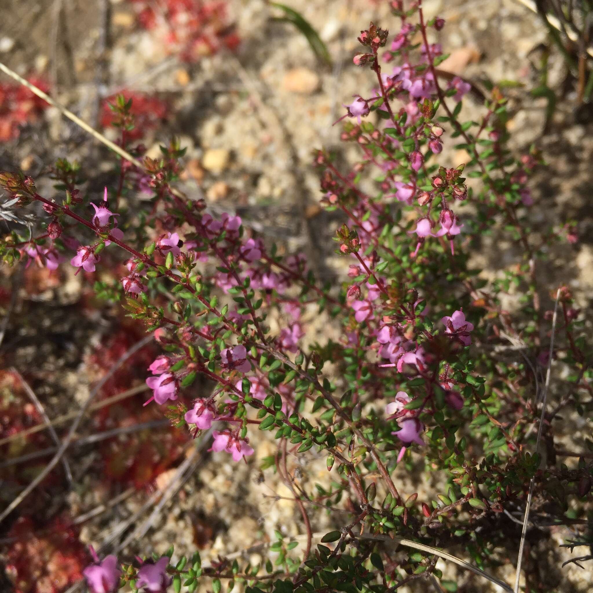 Sivun Erica thimifolia Wendl. kuva