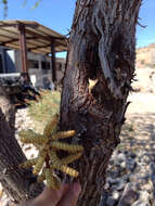 Image of screwbean mesquite