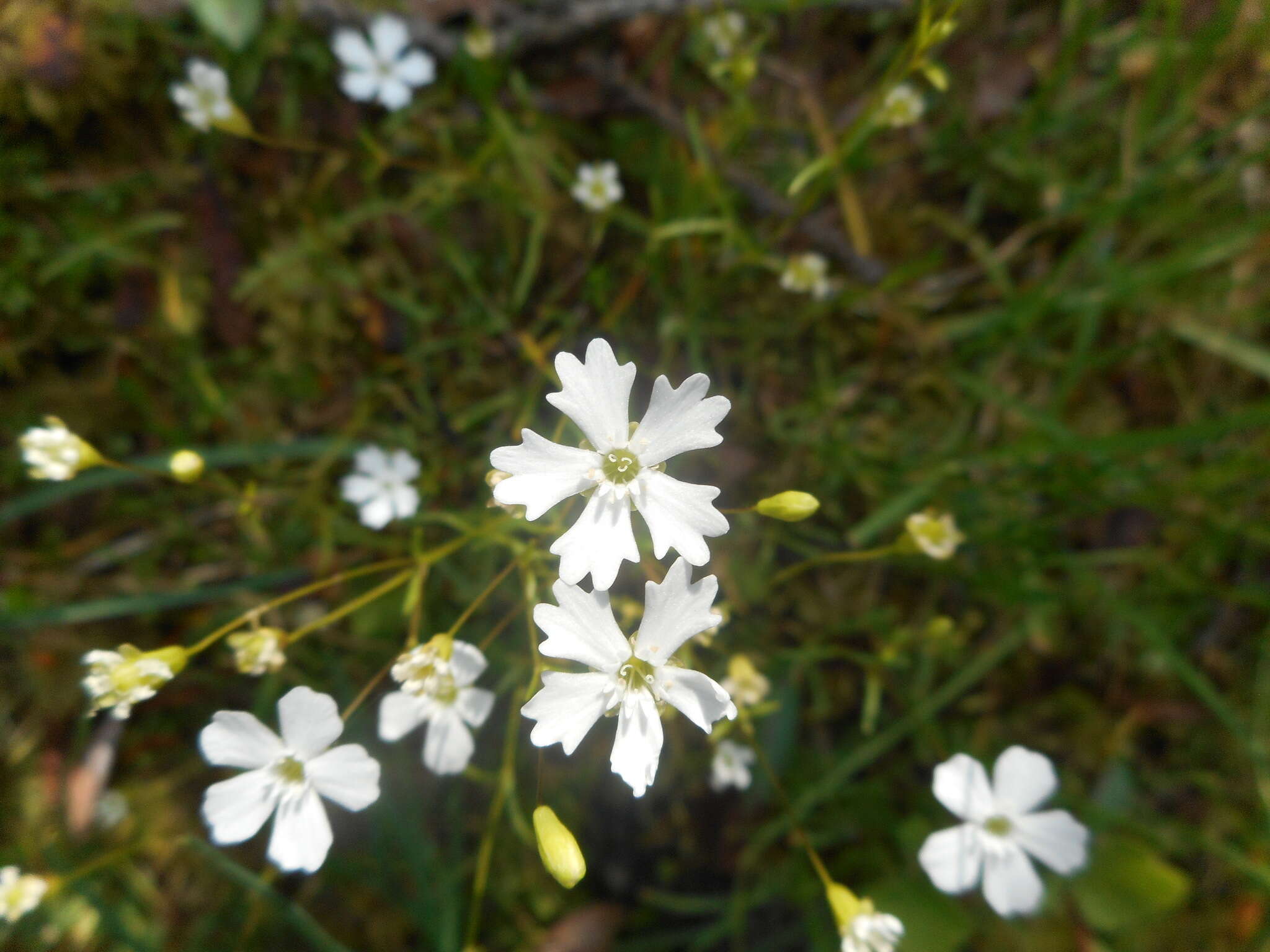 Image de Heliosperma pusillum (Waldst. & Kit.) Rchb.