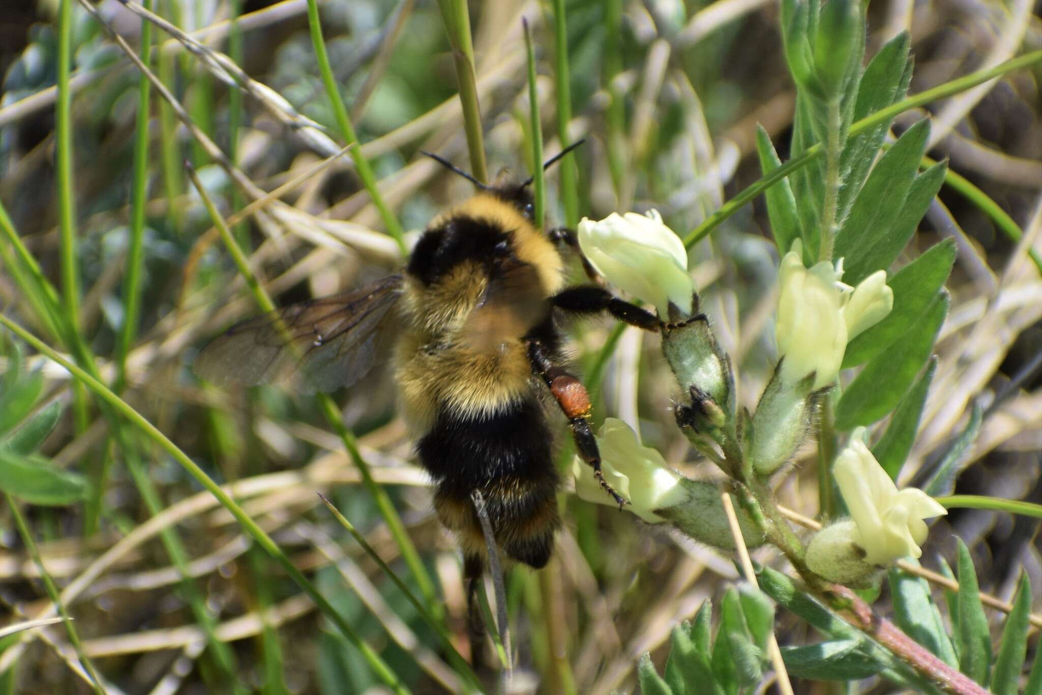 Image of Bombus kirbiellus Curtis 1835