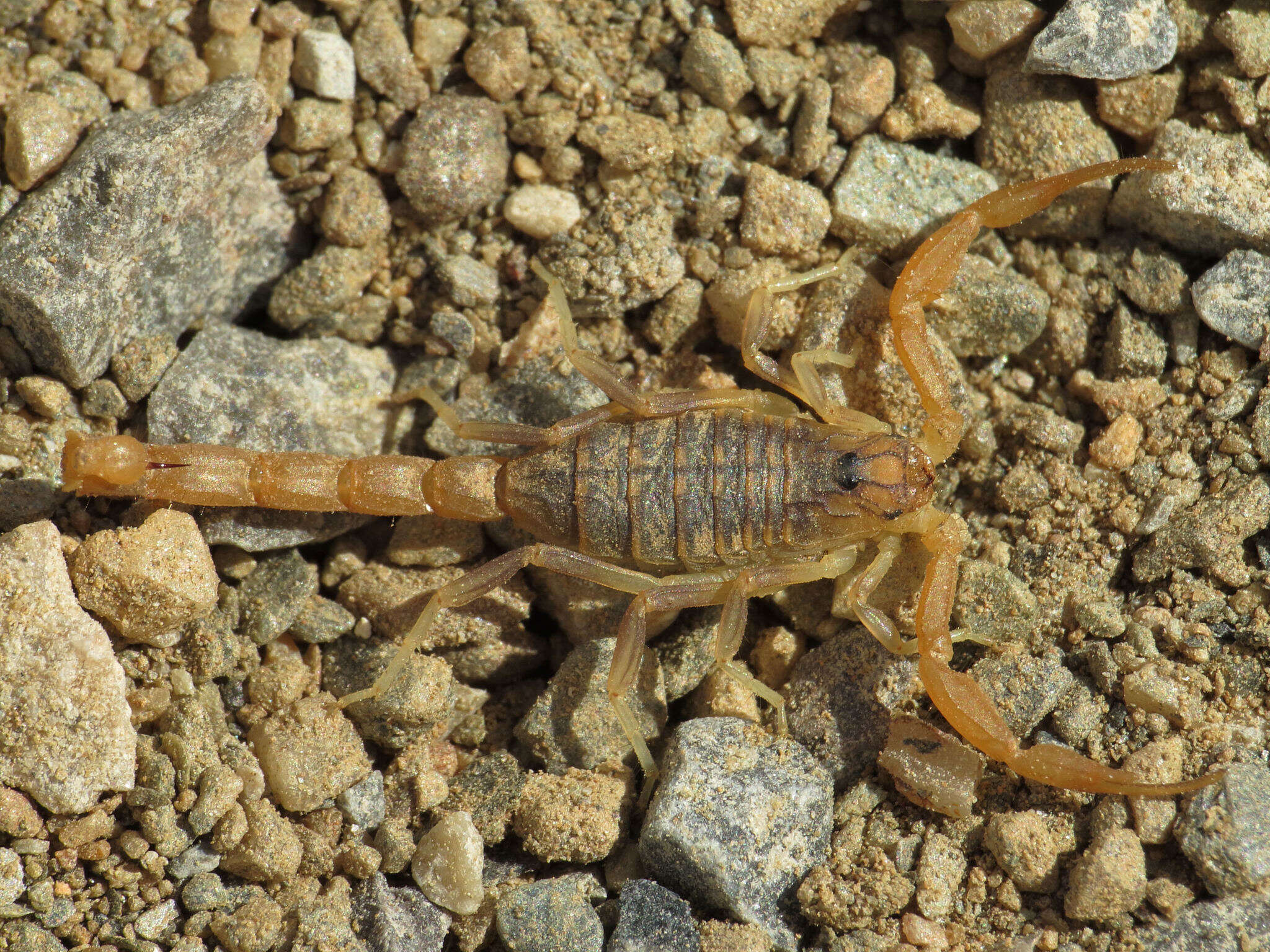 Image of Buthus montanus Lourenço & Vachon 2004