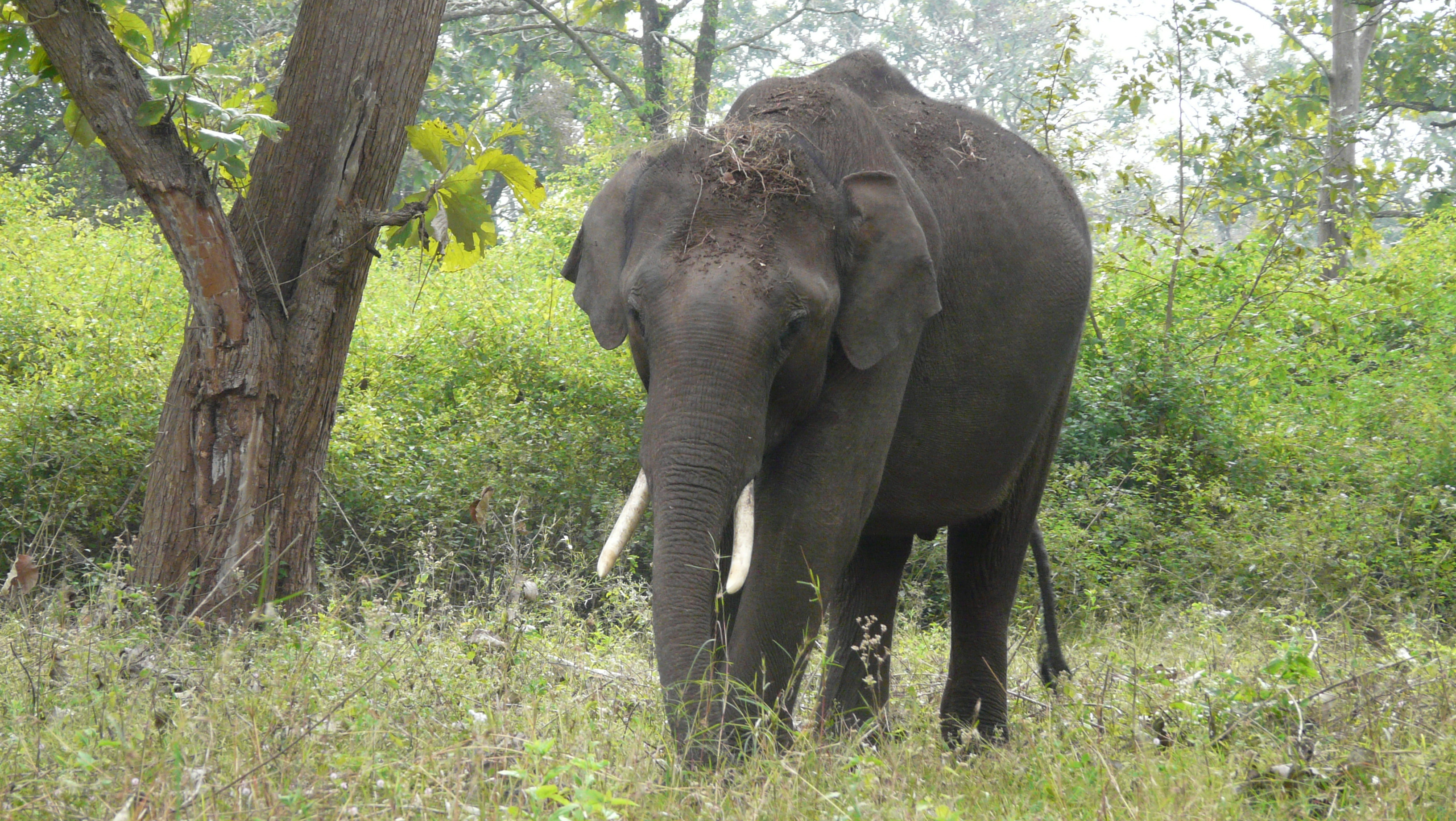 Image of indian elephant
