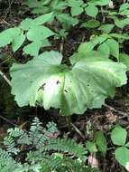 Image of great Indian plantain