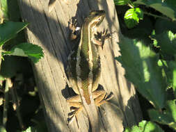 Image of Schroeder's Tree Iguana