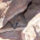 Image of Woolleyss false antechinus