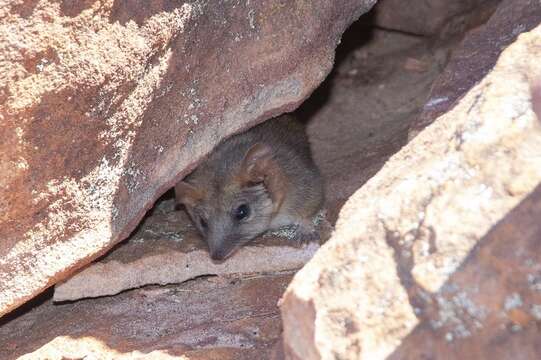 Image of Woolleyss false antechinus