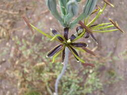 Plancia ëd Agave brunnea S. Watson