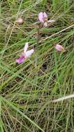 Image of Eulophia livingstoneana (Rchb. fil.) Summerh.